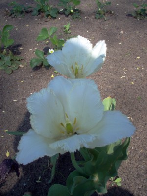 IM000630.JPG