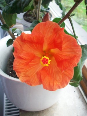 05 Hibiskus5.jpg