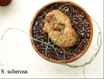 Ssuberosa.jpg