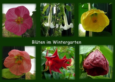 WG-Blüten 1.jpg