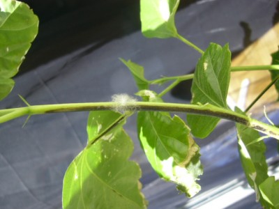 latest addition 001.jpg