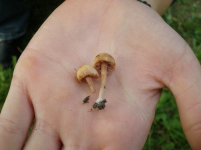 pilz.jpg