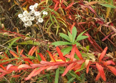 DSCF8172.JPG