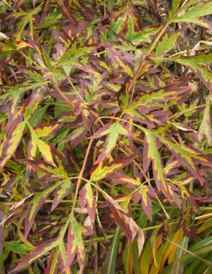DSCF8169.JPG