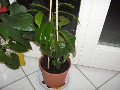 kaffee gesund.JPG