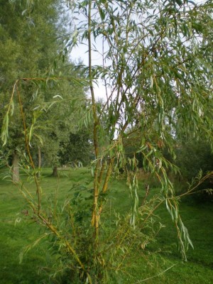 junger Baum.jpg
