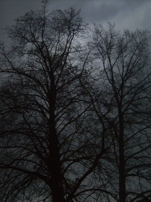 PICT0346_1024x1365.JPG