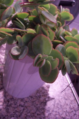 100_3471.JPG