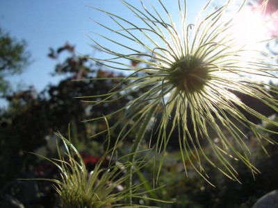 SONNE3.JPG
