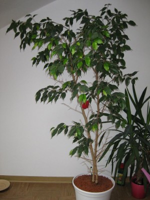 Ficus klein.JPG
