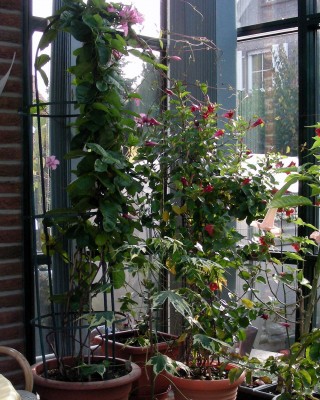 Dipladenia w.jpg