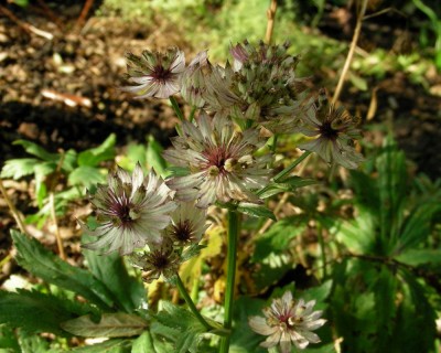 Astrantie w.jpg