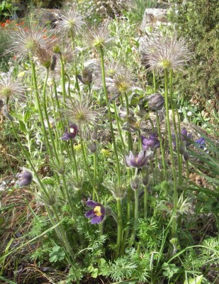 25.04.2007 pulsatilla.jpg