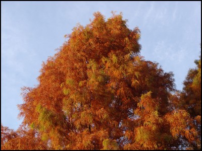 Colors.jpg