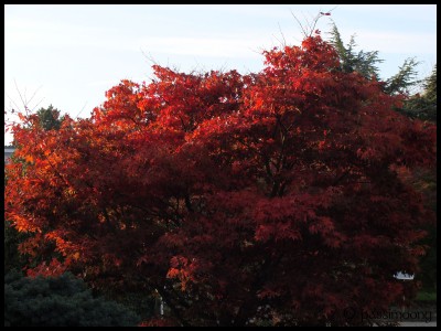 autumn_in_red.jpg