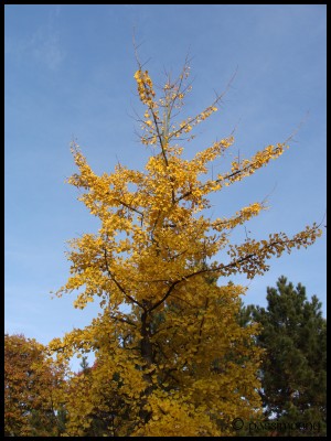 Yellow_tree.jpg