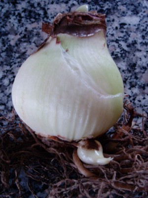 Amaryllis Zwiebel.JPG