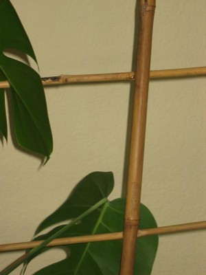 Monstera2.JPG