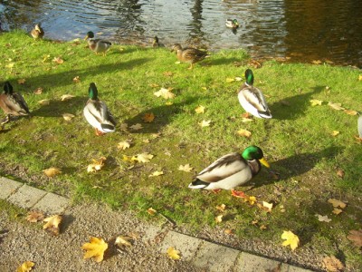 100_6105m.jpg