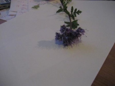 herbarium 002.jpg