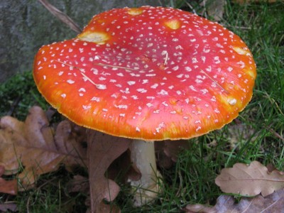 IMG_9055 Fliegenpilz.JPG