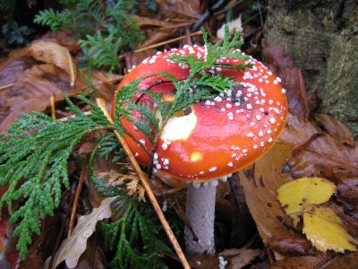 IMG_9050 Fliegenpilz.JPG