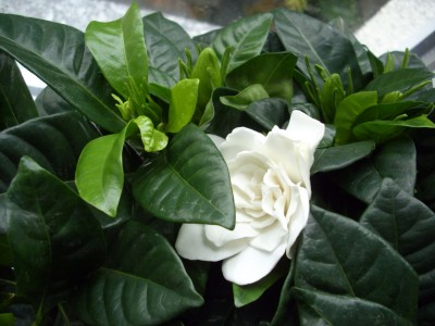 gardenie.jpg