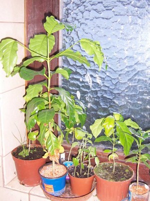 100_4302.JPG