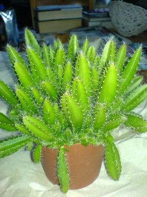 Hylocereus_undatus.JPG