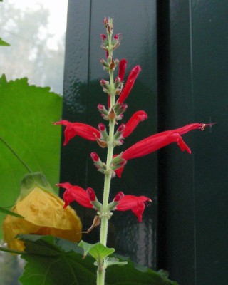 Ananassalbei 1 w.jpg