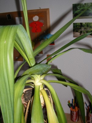 DSCF2593.JPG