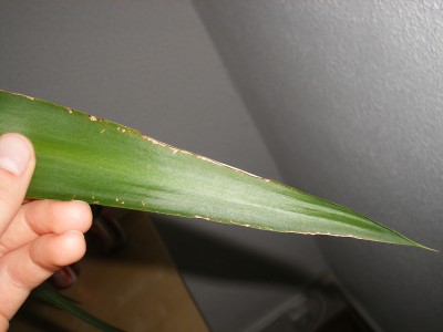 DSCF2592.JPG
