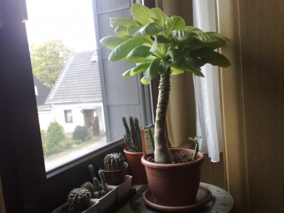 Photo neu 007.jpg