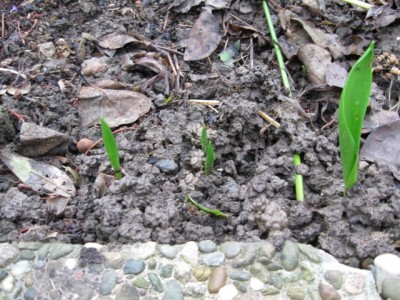 Tulpen 2008.jpg