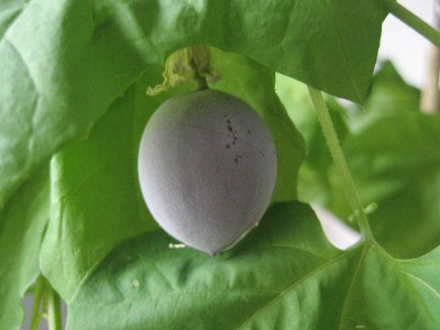 morifolia frucht.JPG