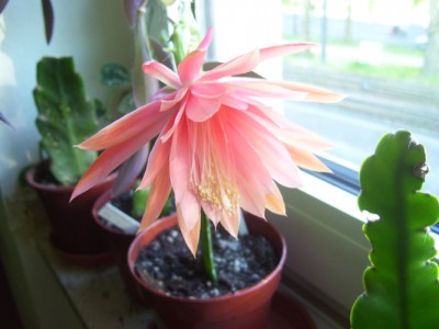 balkon 003m.jpg