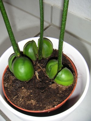 PICT0082.JPG