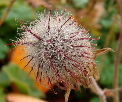 01.11.2008 schöner herbst 2.jpg