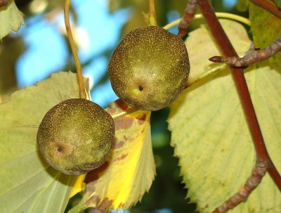 01.11.2008 schöner herbst 8.jpg