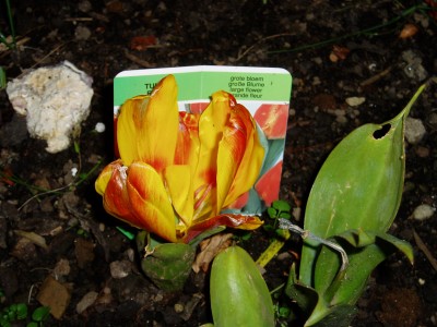 Tulpe.JPG