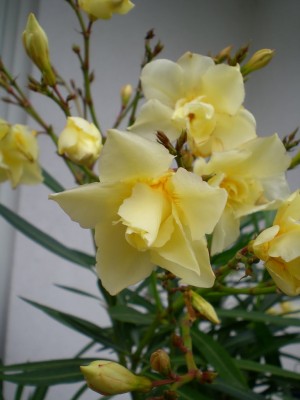 DSCN13780001.JPG