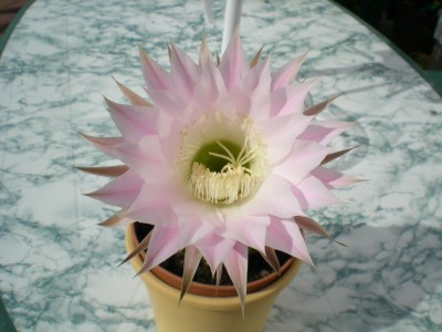 DSCN07750001.JPG