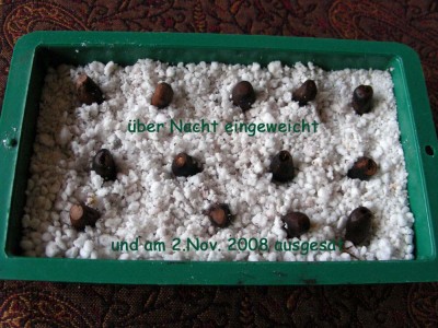 Pinienkerne gesät w.jpg