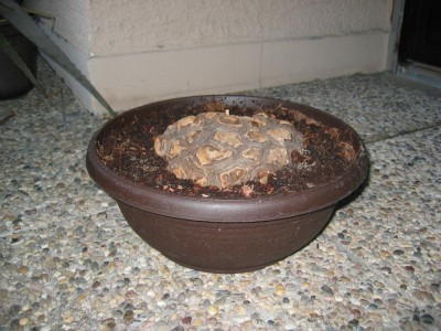 Dioscorea2.JPG