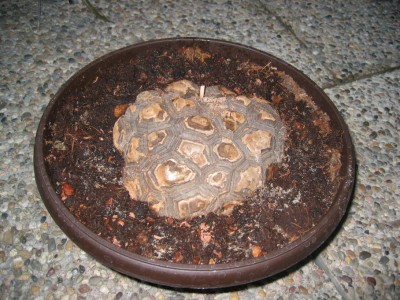 Dioscorea1.JPG