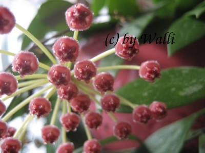 Hoya Gracillis Blüte.JPG
