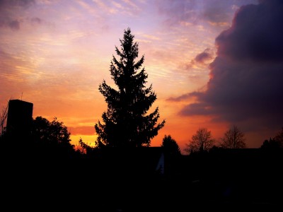 bilderblüten 027.JPG