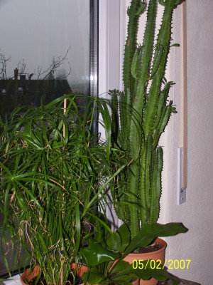 Blumen07 058.jpg