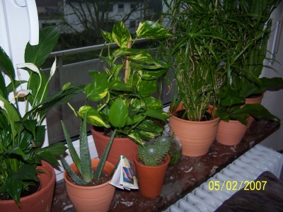 Blumen07 057.jpg