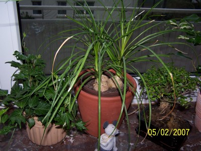 Blumen07 055.jpg